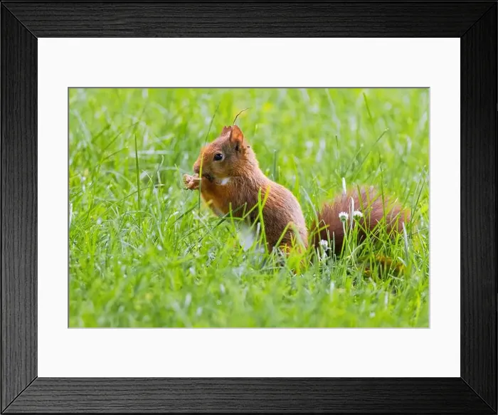 Framed Print : cute young squirrel playing on green meadow at park, wildlife Framed Print : cute young squirrel playing on green meadow at park, wildlife
