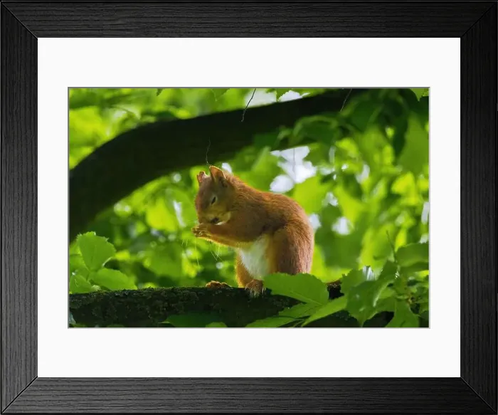 Framed Print : cute young squirrel portrait on tree at park Framed Print : cute young squirrel portrait on tree at park