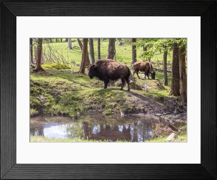 Framed Print : American bison heard in summer Framed Print : American bison heard in summer