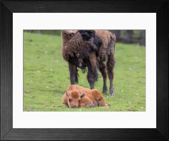 Framed Print : American bison heard in summer Framed Print : American bison heard in summer