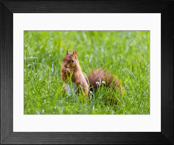 Framed Print : cute young squirrel playing on green meadow at park, wildlife Framed Print : cute young squirrel playing on green meadow at park, wildlife