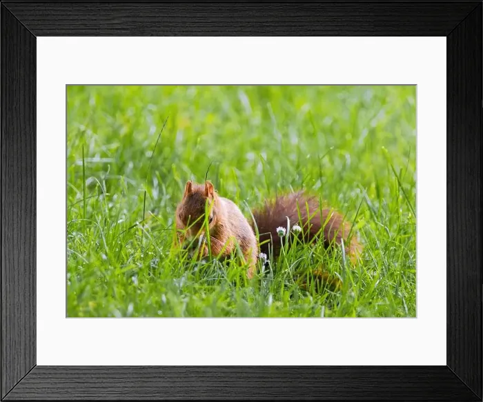 Framed Print : cute young squirrel playing on green meadow at park, wildlife Framed Print : cute young squirrel playing on green meadow at park, wildlife