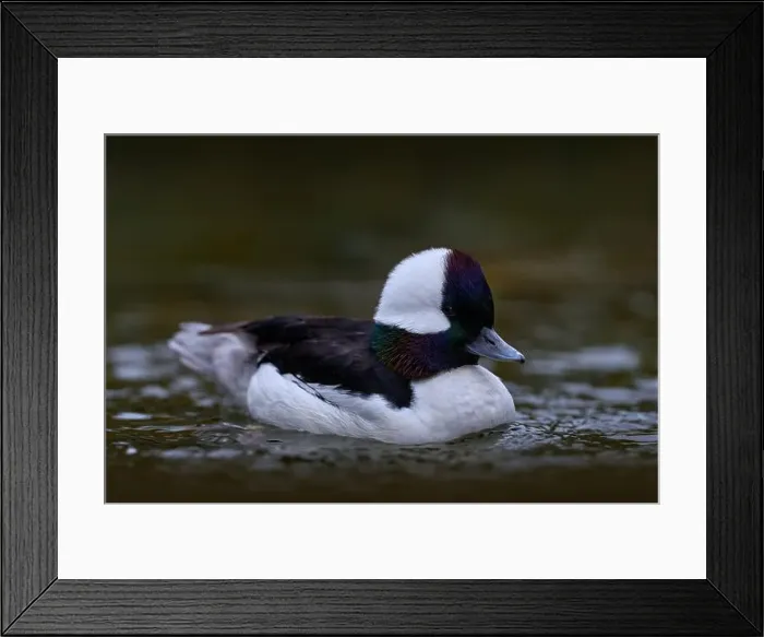 Framed Print : Bufflehead, Bucephala albeola, small sea duck Framed Print : Bufflehead, Bucephala albeola, small sea duck