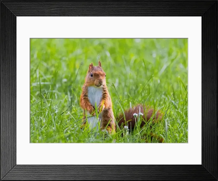 Framed Print : cute young squirrel playing on green meadow at park, wildlife Framed Print : cute young squirrel playing on green meadow at park, wildlife