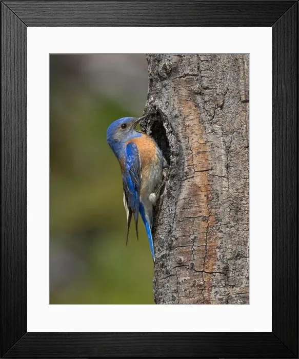 Framed Print : male Western Bluebird at nest cavity, Sierra County California Framed Print : male Western Bluebird at nest cavity, Sierra County California