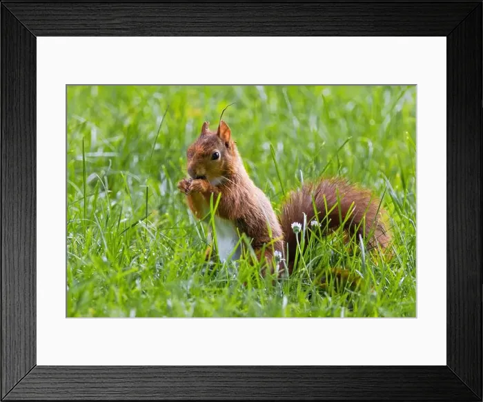 Framed Print : cute young squirrel playing on green meadow at park, wildlife Framed Print : cute young squirrel playing on green meadow at park, wildlife