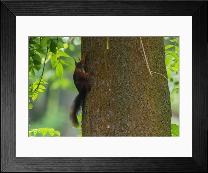 Framed Print : cute young squirrel portrait on tree at park Framed Print : cute young squirrel portrait on tree at park