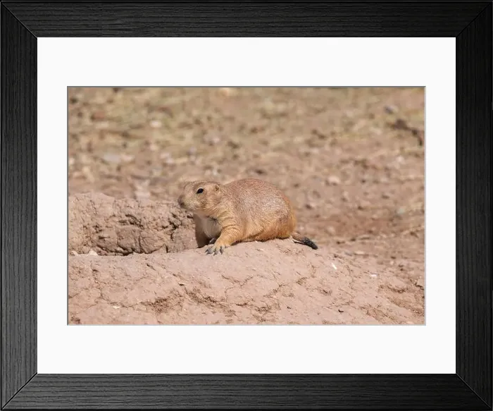 Framed Print : Prairie dog laying down in front of its hole Framed Print : Prairie dog laying down in front of its hole