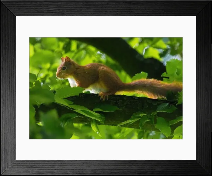 Framed Print : cute young squirrel portrait on tree at park Framed Print : cute young squirrel portrait on tree at park