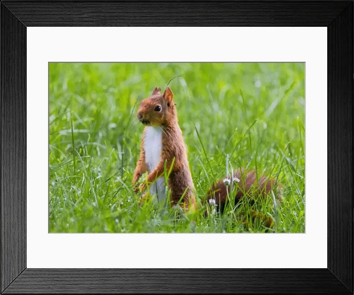 Framed Print : cute young squirrel playing on green meadow at park, wildlife Framed Print : cute young squirrel playing on green meadow at park, wildlife