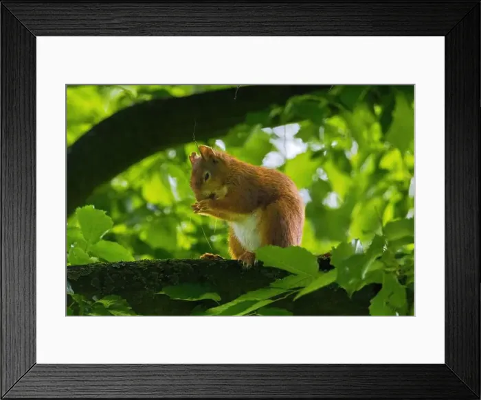 Framed Print : cute young squirrel portrait on tree at park Framed Print : cute young squirrel portrait on tree at park