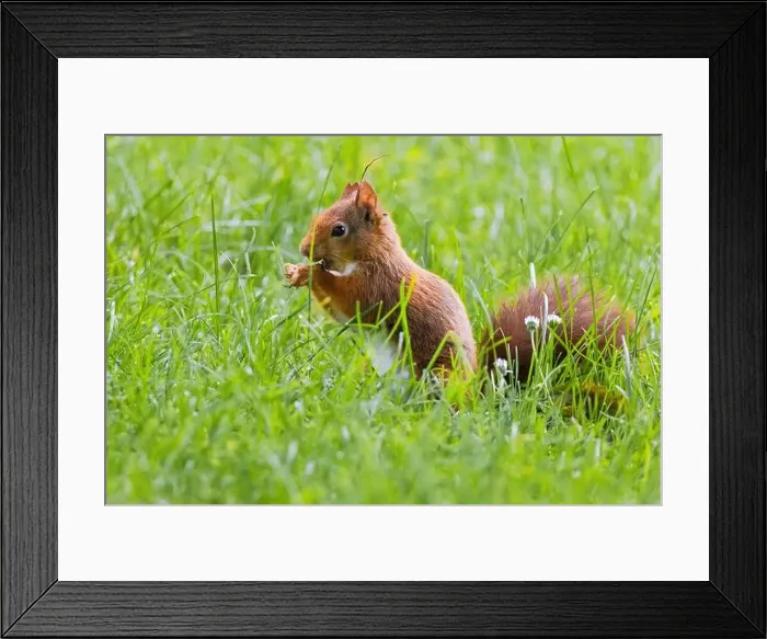 Framed Print : cute young squirrel playing on green meadow at park, wildlife Framed Print : cute young squirrel playing on green meadow at park, wildlife