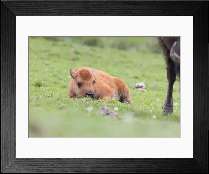 Framed Print : American bison heard in summer Framed Print : American bison heard in summer