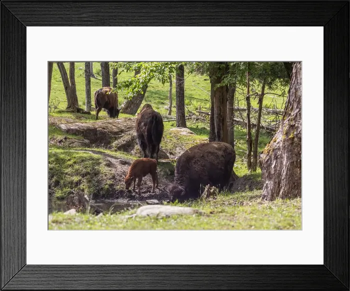 Framed Print : American bison heard in summer Framed Print : American bison heard in summer