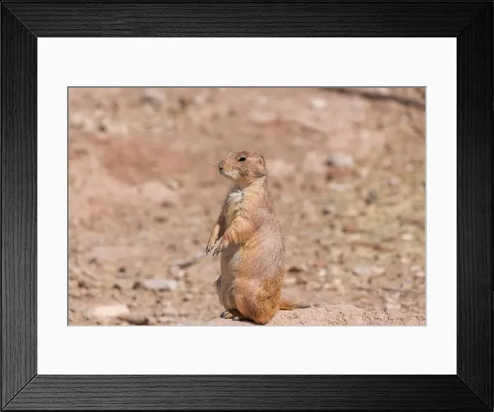 Framed Print : Prairie dog standing tall near its hole Framed Print : Prairie dog standing tall near its hole