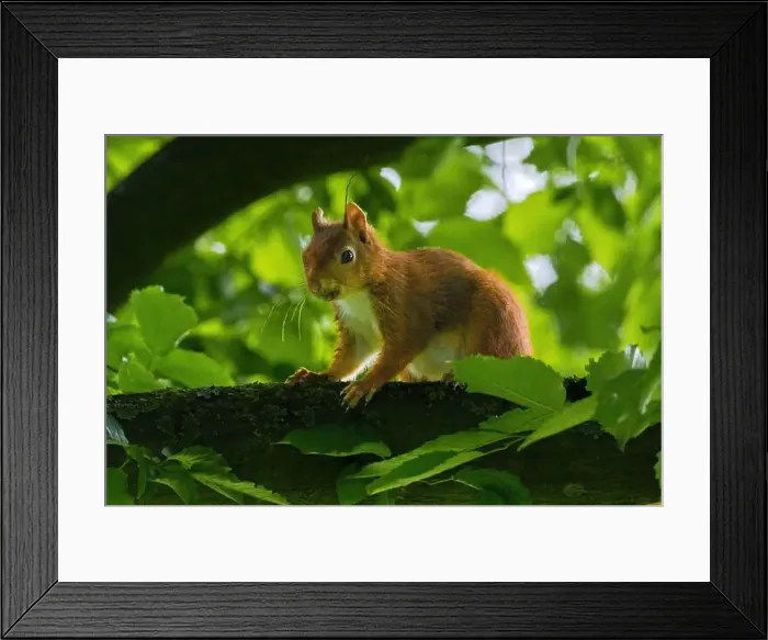 Framed Print : cute young squirrel portrait on tree at park Framed Print : cute young squirrel portrait on tree at park