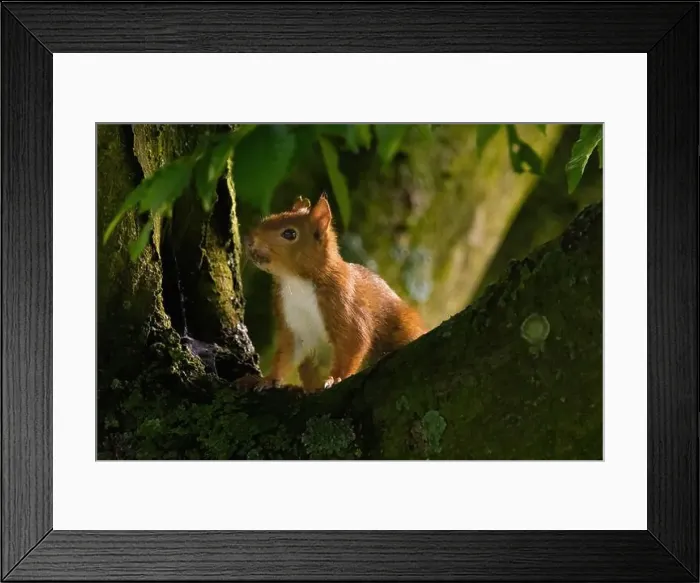 Framed Print : cute young squirrel portrait on tree at park