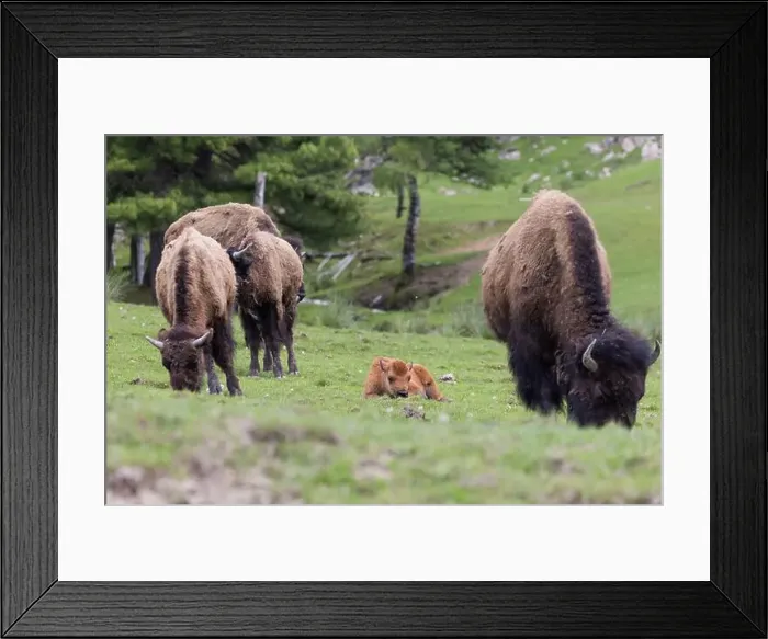 Framed Print : American bison heard in summer Framed Print : American bison heard in summer