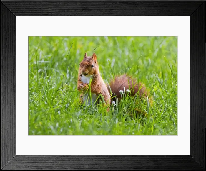 Framed Print : cute young squirrel playing on green meadow at park, wildlife Framed Print : cute young squirrel playing on green meadow at park, wildlife