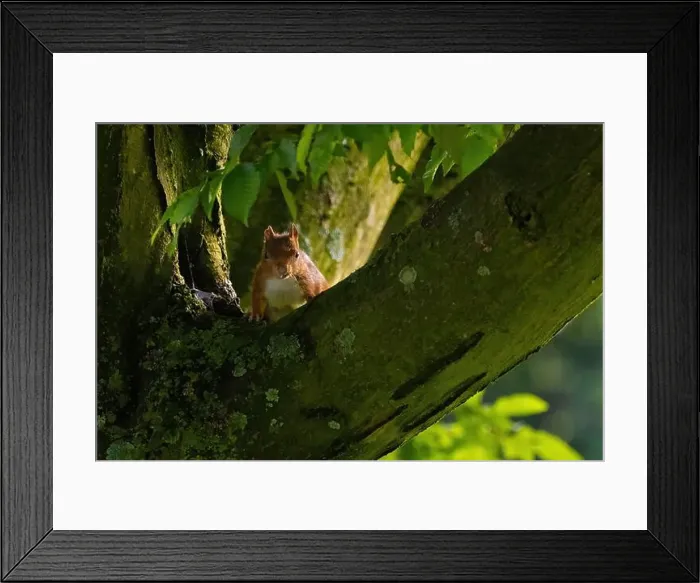 Framed Print : cute young squirrel portrait on tree at park Framed Print : cute young squirrel portrait on tree at park
