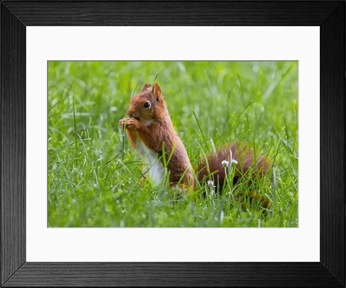 Framed Print : cute young squirrel playing on green meadow at park, wildlife Framed Print : cute young squirrel playing on green meadow at park, wildlife