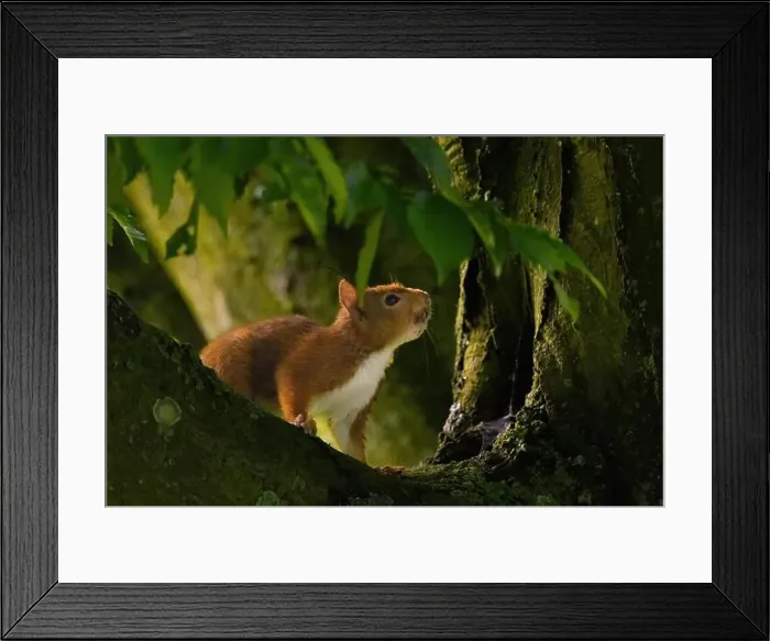 Framed Print : cute young squirrel portrait on tree at park Framed Print : cute young squirrel portrait on tree at park