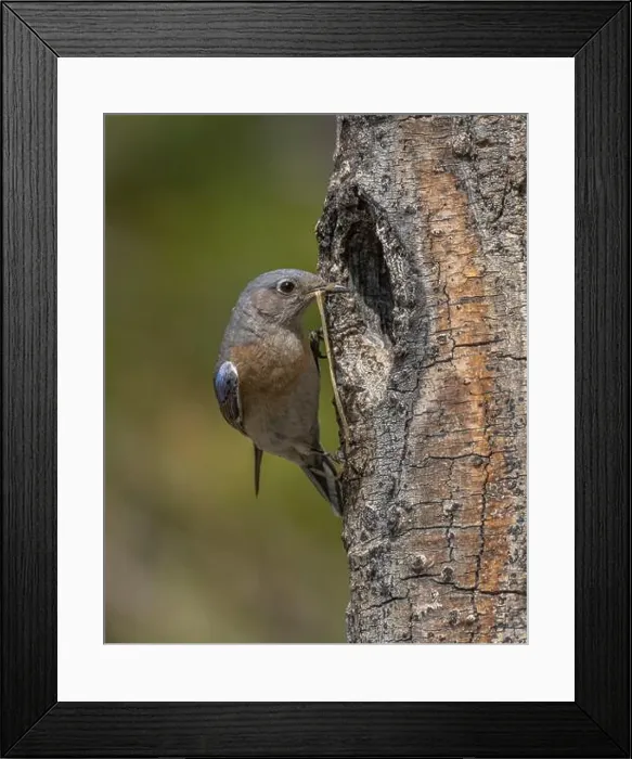 Framed Print : female Western Bluebird bringing nest materials to nest cavity, Sierra County California Framed Print : female Western Bluebird bringing nest materials to nest cavity, Sierra County California