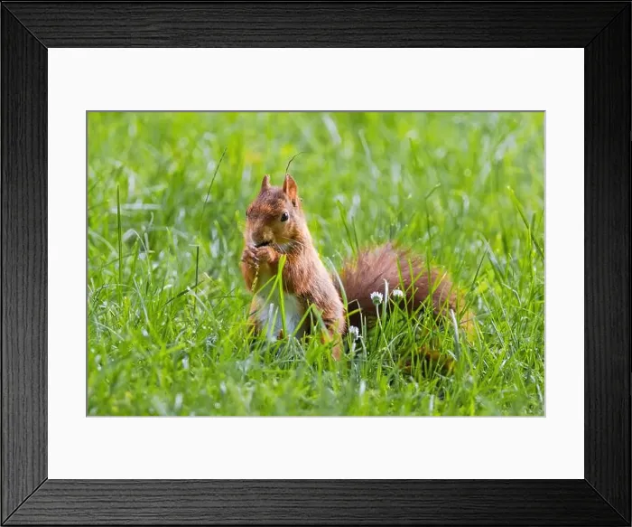 Framed Print : cute young squirrel playing on green meadow at park, wildlife Framed Print : cute young squirrel playing on green meadow at park, wildlife