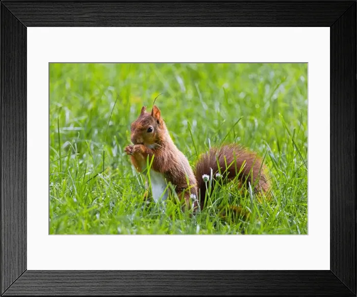 Framed Print : cute young squirrel playing on green meadow at park, wildlife Framed Print : cute young squirrel playing on green meadow at park, wildlife