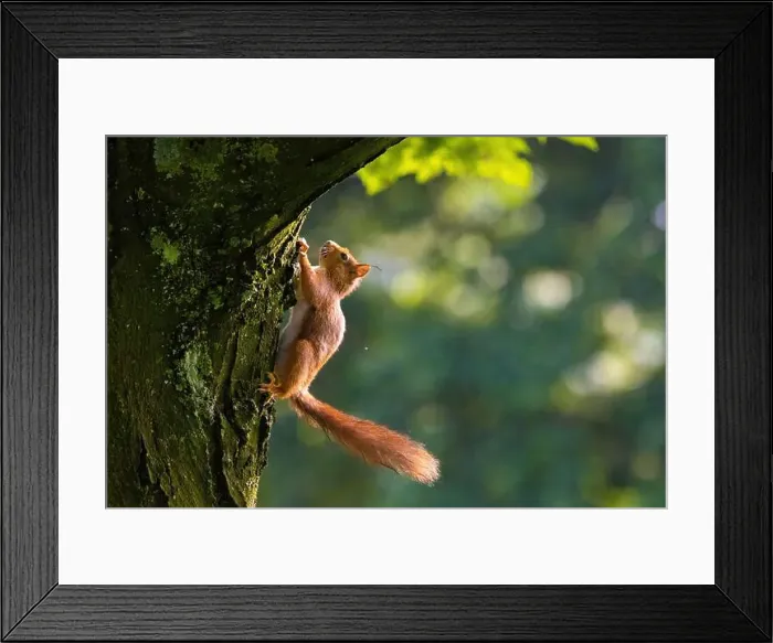 Framed Print : cute young squirrel portrait on tree at park Framed Print : cute young squirrel portrait on tree at park