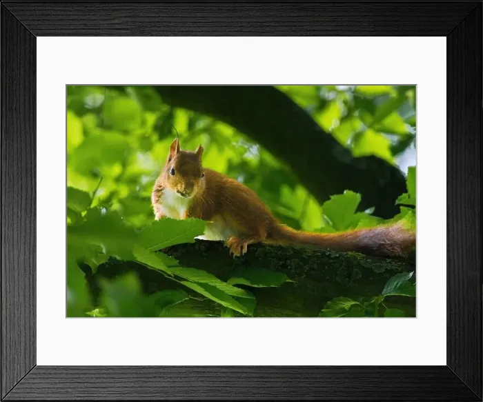 Framed Print : cute young squirrel portrait on tree at park Framed Print : cute young squirrel portrait on tree at park