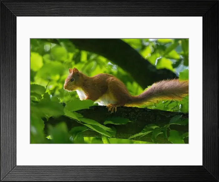 Framed Print : cute young squirrel portrait on tree at park Framed Print : cute young squirrel portrait on tree at park