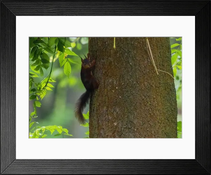 Framed Print : cute young squirrel portrait on tree at park
