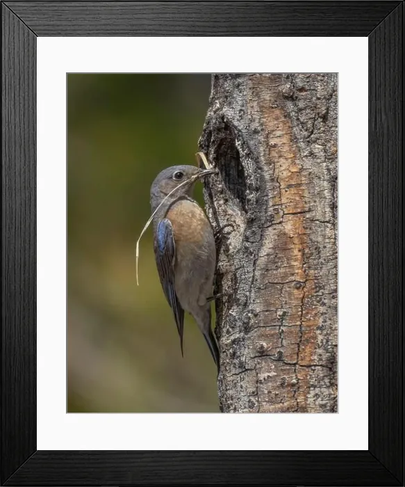 Framed Print : female Western Bluebird bringing nest materials to nest cavity, Sierra County California Framed Print : female Western Bluebird bringing nest materials to nest cavity, Sierra County California