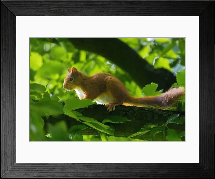 Framed Print : cute young squirrel portrait on tree at park Framed Print : cute young squirrel portrait on tree at park