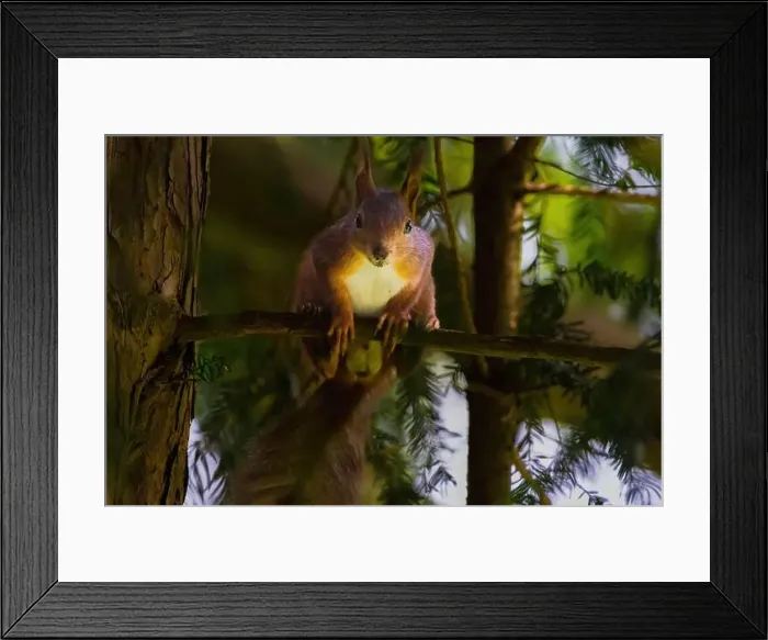 Framed Print : cute young squirrel portrait on tree at park
