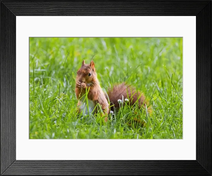 Framed Print : cute young squirrel playing on green meadow at park, wildlife Framed Print : cute young squirrel playing on green meadow at park, wildlife
