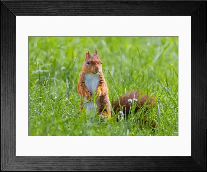 Framed Print : cute young squirrel playing on green meadow at park, wildlife Framed Print : cute young squirrel playing on green meadow at park, wildlife