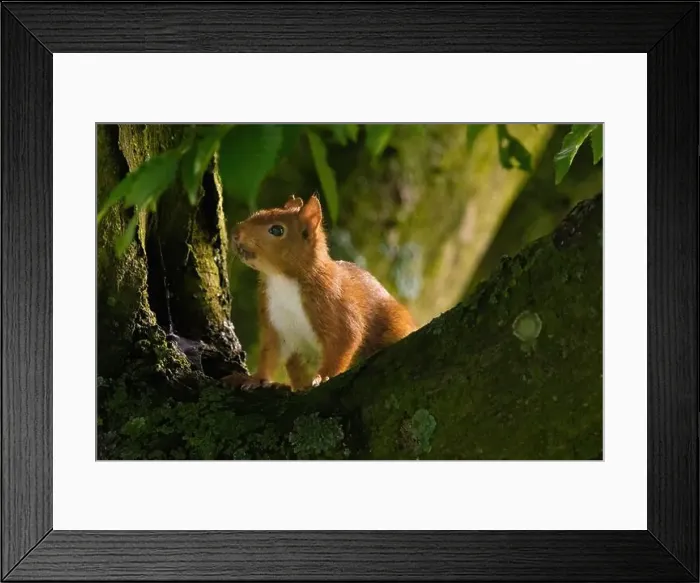 Framed Print : cute young squirrel portrait on tree at park