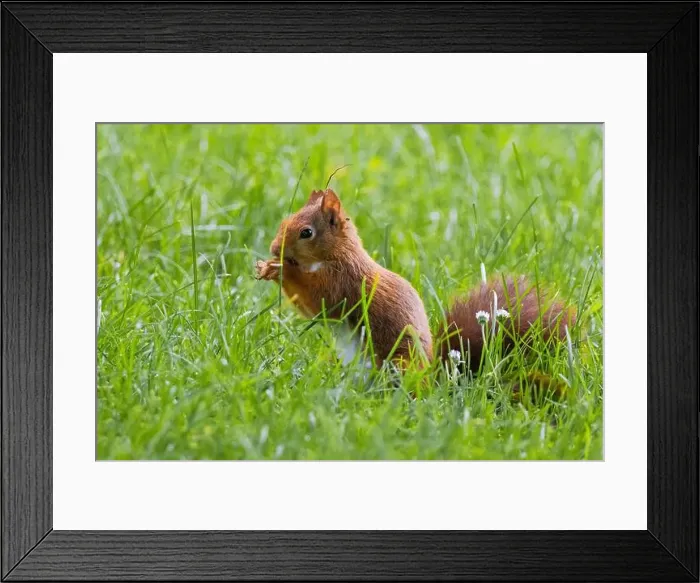Framed Print : cute young squirrel playing on green meadow at park, wildlife Framed Print : cute young squirrel playing on green meadow at park, wildlife