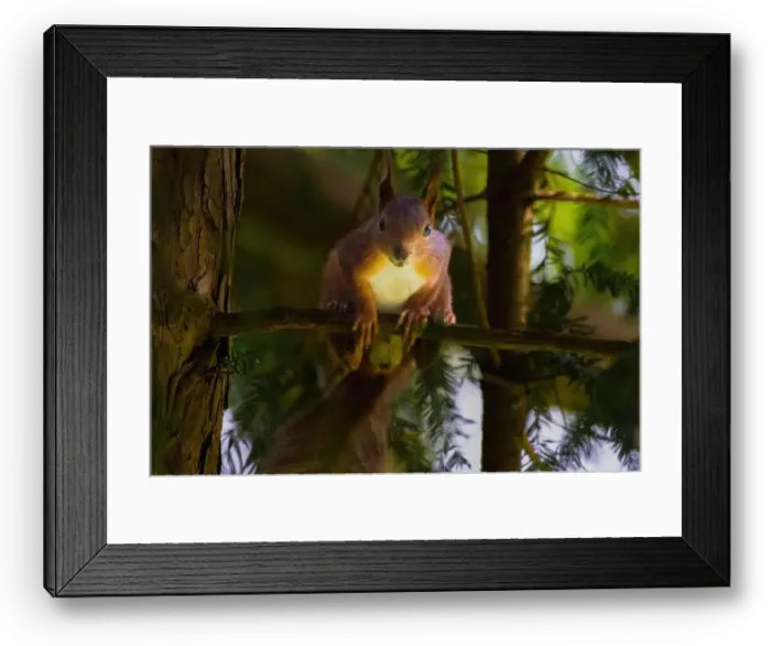 Framed Print : cute young squirrel portrait on tree at park Framed Print : cute young squirrel portrait on tree at park