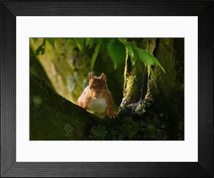 Framed Print : cute young squirrel portrait on tree at park Framed Print : cute young squirrel portrait on tree at park