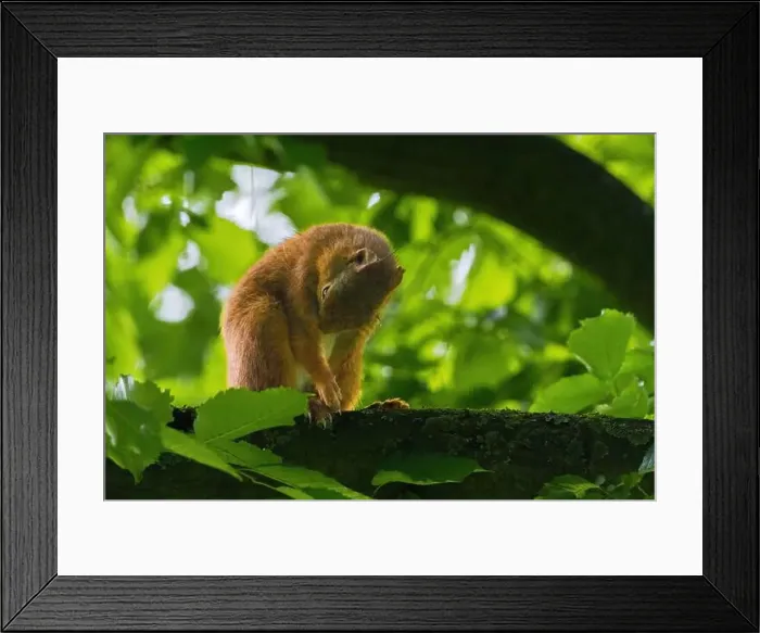 Framed Print : cute young squirrel portrait on tree at park Framed Print : cute young squirrel portrait on tree at park