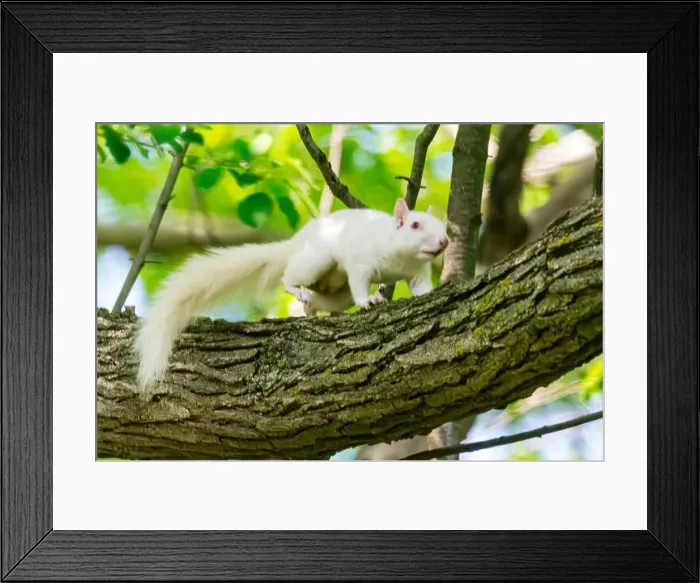 Framed Print : An albino American gray squirrel works his way along a branch carefully suggesting difficulty seeing