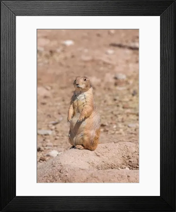 Framed Print : Prairie dog watching the entrance of his hole Framed Print : Prairie dog watching the entrance of his hole