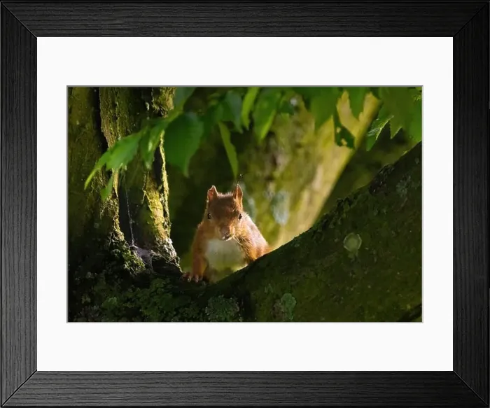 Framed Print : cute young squirrel portrait on tree at park