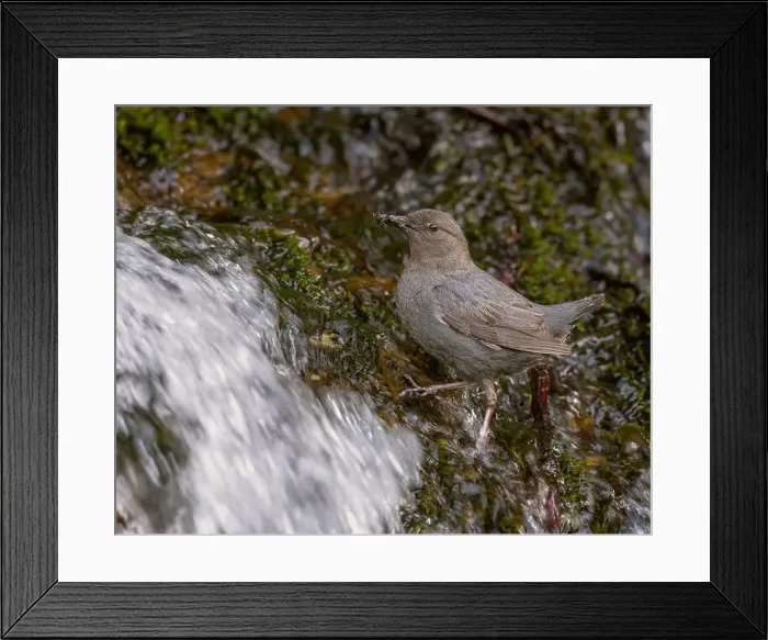 Framed Print : An adult American Dipper standing in a stream of water bringing aquatic invertebrates to nestlings behind a waterfall Framed Print : An adult American Dipper standing in a stream of water bringing aquatic invertebrates to nestlings behind a waterfall