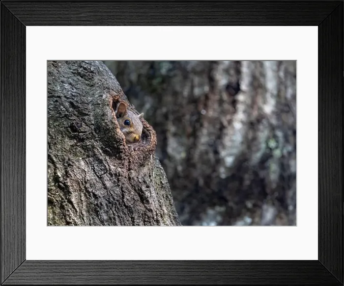 Framed Print : Eastern Gray Squirrel (Sciurus carolinensis) baby peeking out of hole in tree trunk - Brevard, North Carolina, USA Framed Print : Eastern Gray Squirrel (Sciurus carolinensis) baby peeking out of hole in tree trunk - Brevard, North Carolina, USA