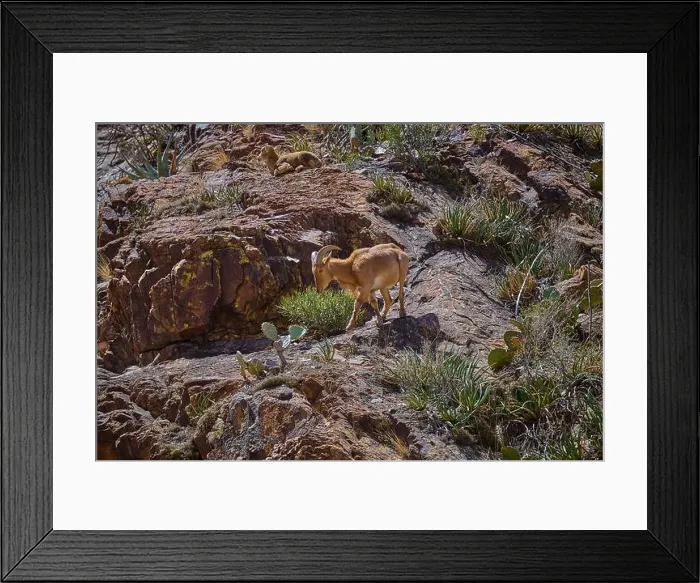 Framed Print : Barbary Sheep in Big Bend National Park Texas Framed Print : Barbary Sheep in Big Bend National Park Texas