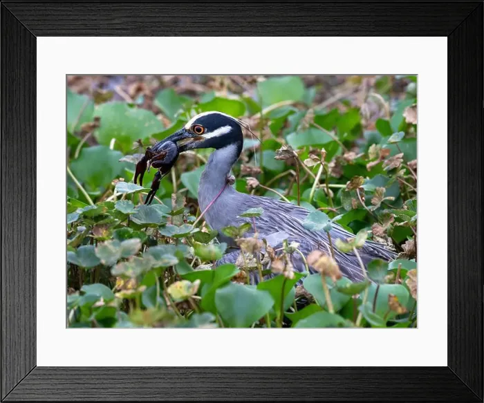 Framed Print : The yellow-crowned night heron (Nyctanassa violacea) eating a crawfish on the flowering meadow background Framed Print : The yellow-crowned night heron (Nyctanassa violacea) eating a crawfish on the flowering meadow background